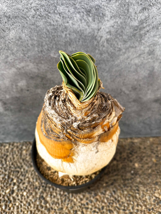 【現品限り】ブーファン・ハエマンソイデス 現地株 発根済み 1年以上管理【AK5】 Boophane haemanthoides