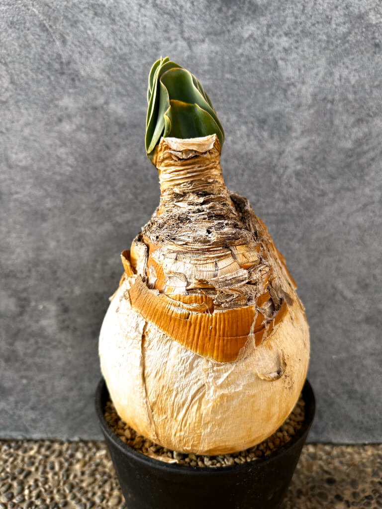 【現品限り】ブーファン・ハエマンソイデス 現地株 発根済み 1年以上管理【AK5】 Boophane haemanthoides