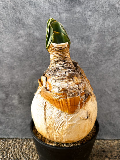 【現品限り】ブーファン・ハエマンソイデス 現地株 発根済み 1年以上管理【AK5】 Boophane haemanthoides