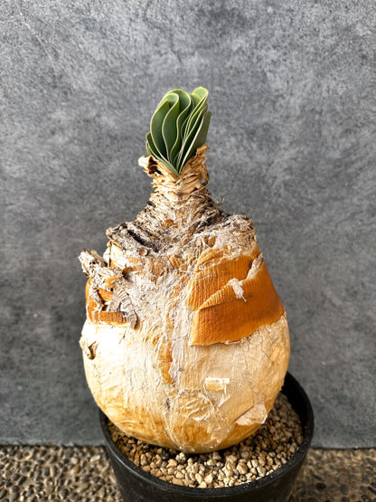 【現品限り】ブーファン・ハエマンソイデス 現地株 発根済み 1年以上管理【AK5】 Boophane haemanthoides