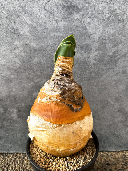 【現品限り】ブーファン・ハエマンソイデス 現地株 発根済み 1年以上管理【AK5】 Boophane haemanthoides