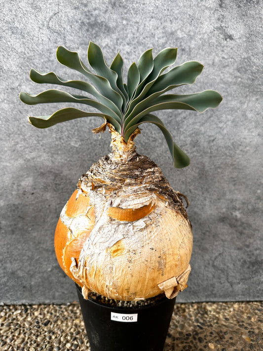 【現品限り】ブーファン・ハエマンソイデス 現地株 発根済み 1年以上管理【AK6】 Boophane haemanthoides