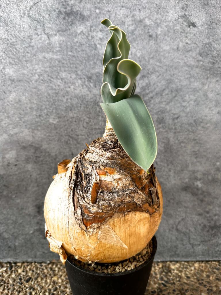 【現品限り】ブーファン・ハエマンソイデス 現地株 発根済み 1年以上管理【AK6】 Boophane haemanthoides