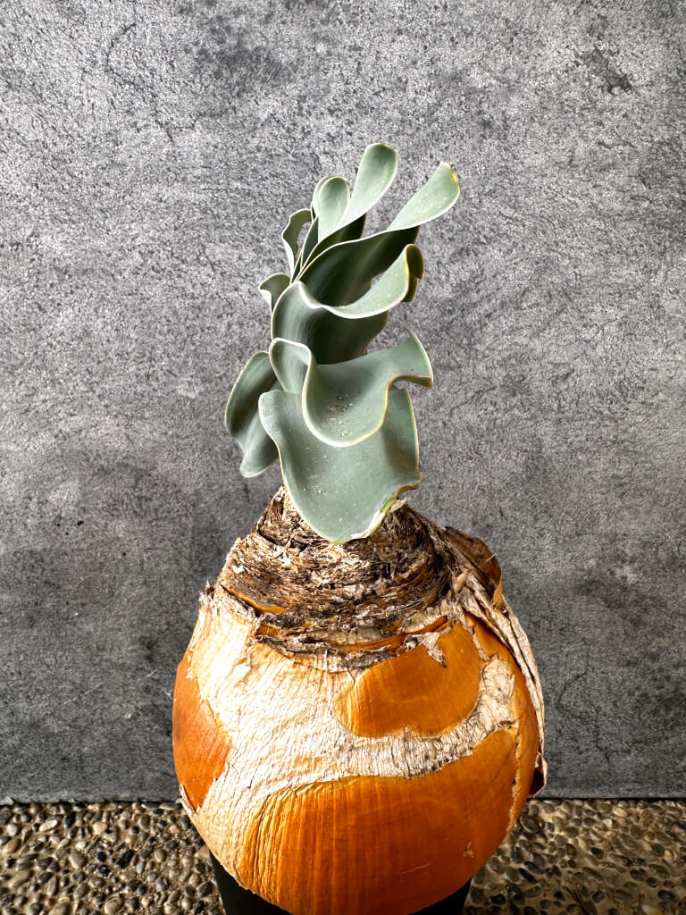 【現品限り】ブーファン・ハエマンソイデス 現地株 発根済み 1年以上管理【AK6】 Boophane haemanthoides