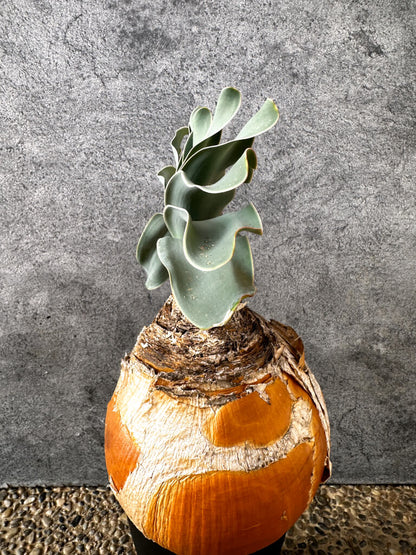 【現品限り】ブーファン・ハエマンソイデス 現地株 発根済み 1年以上管理【AK6】 Boophane haemanthoides