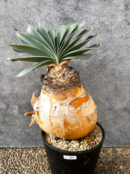 【現品限り】ブーファン・ハエマンソイデス 現地株 発根済み 1年以上管理【AK7】 Boophane haemanthoides