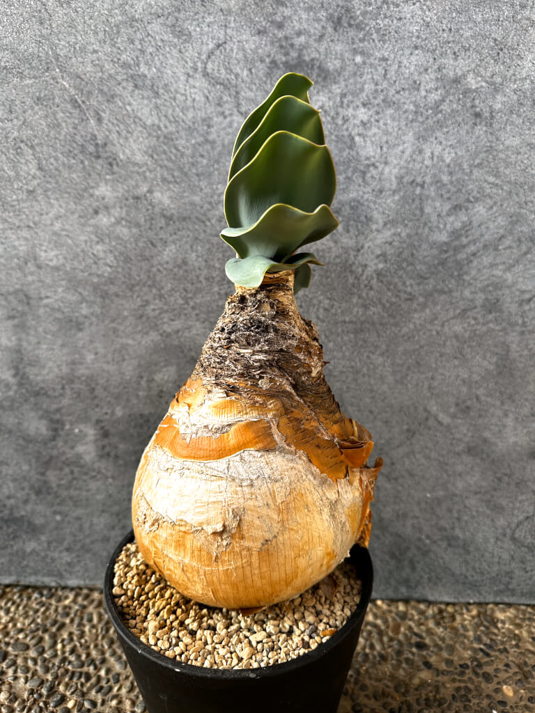 【現品限り】ブーファン・ハエマンソイデス 現地株 発根済み 1年以上管理【AK7】 Boophane haemanthoides