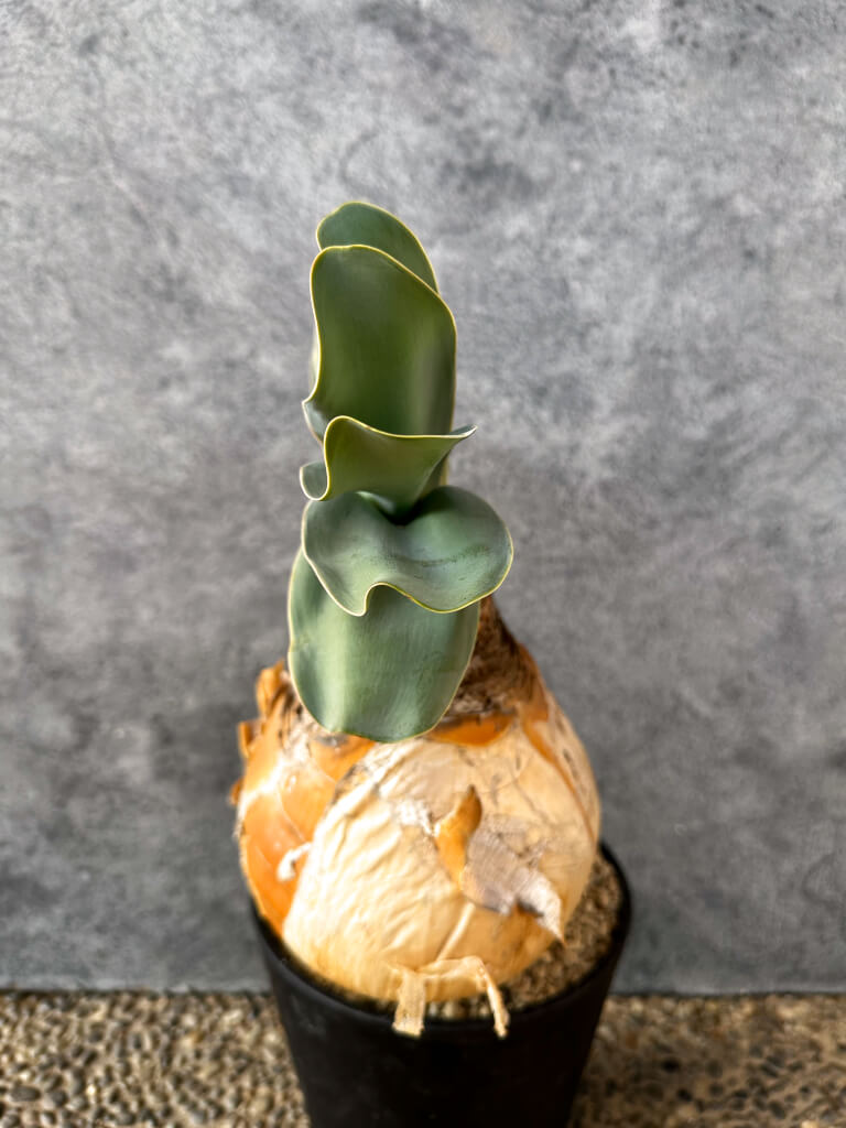 【現品限り】ブーファン・ハエマンソイデス 現地株 発根済み 1年以上管理【AK7】 Boophane haemanthoides