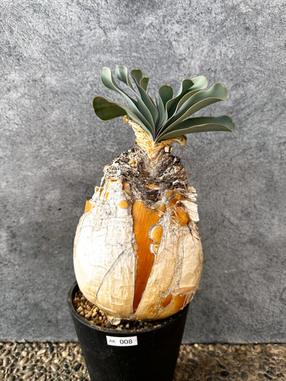 【現品限り】ブーファン・ハエマンソイデス 現地株 発根済み 1年以上管理【AK8】 Boophane haemanthoides