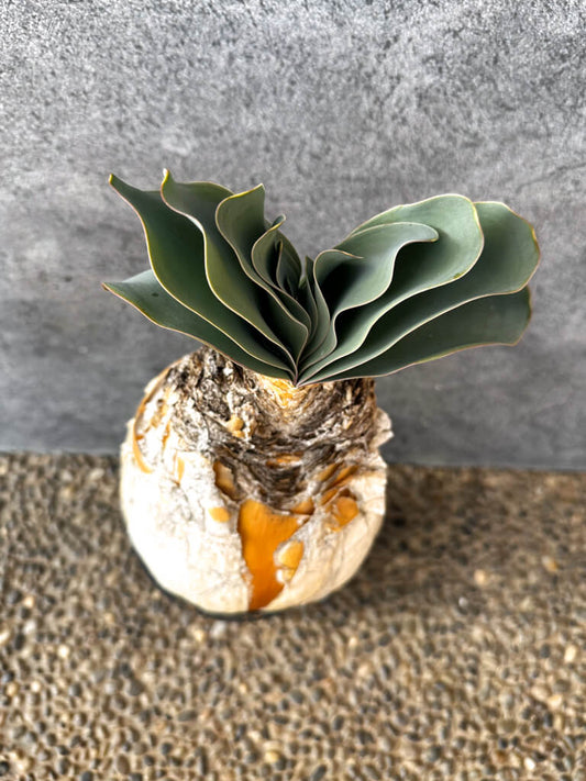 【現品限り】ブーファン・ハエマンソイデス 現地株 発根済み 1年以上管理【AK8】 Boophane haemanthoides