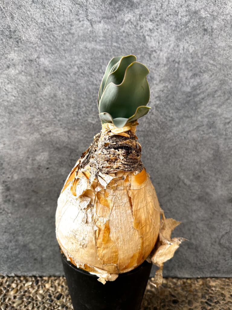 【現品限り】ブーファン・ハエマンソイデス 現地株 発根済み 1年以上管理【AK8】 Boophane haemanthoides