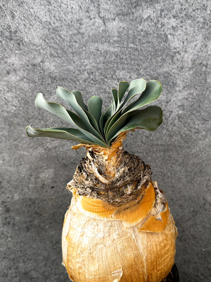 【現品限り】ブーファン・ハエマンソイデス 現地株 発根済み 1年以上管理【AK8】 Boophane haemanthoides