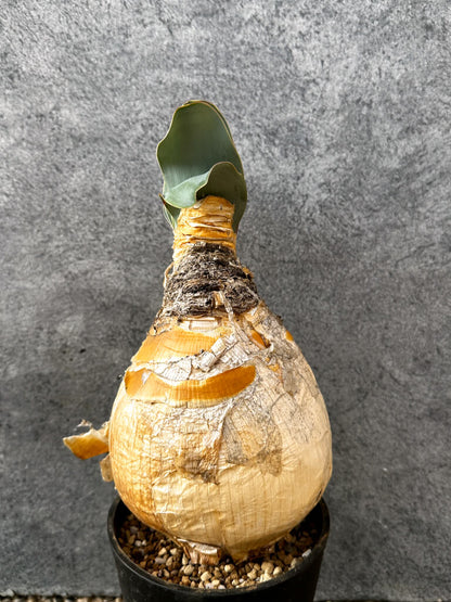 【現品限り】ブーファン・ハエマンソイデス 現地株 発根済み 1年以上管理【AK8】 Boophane haemanthoides