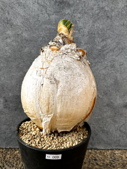 【現品限り】ブーファン・ハエマンソイデス 現地株 発根済み 1年以上管理【AK9】 Boophane haemanthoides