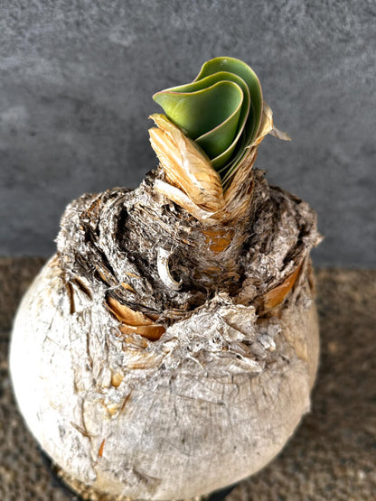 【現品限り】ブーファン・ハエマンソイデス 現地株 発根済み 1年以上管理【AK9】 Boophane haemanthoides