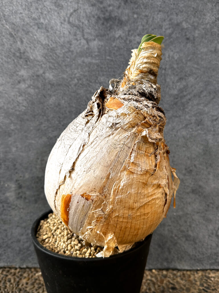 【現品限り】ブーファン・ハエマンソイデス 現地株 発根済み 1年以上管理【AK9】 Boophane haemanthoides