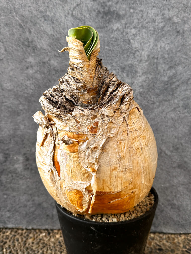 【現品限り】ブーファン・ハエマンソイデス 現地株 発根済み 1年以上管理【AK9】 Boophane haemanthoides