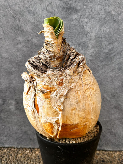 【現品限り】ブーファン・ハエマンソイデス 現地株 発根済み 1年以上管理【AK9】 Boophane haemanthoides