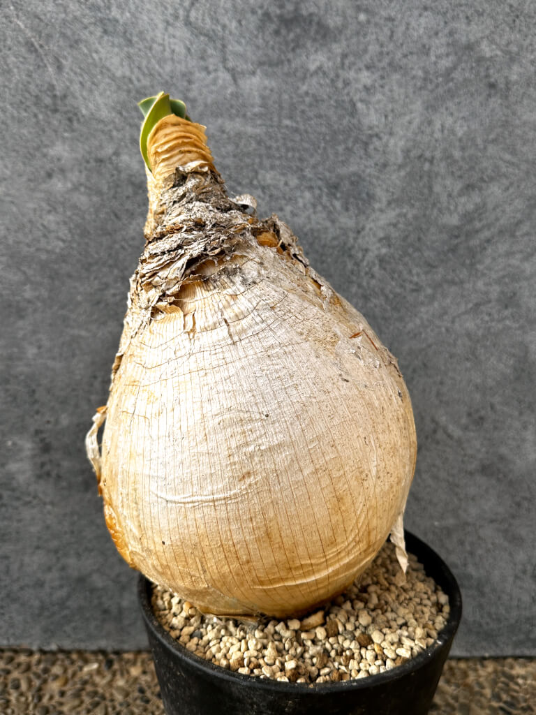 【現品限り】ブーファン・ハエマンソイデス 現地株 発根済み 1年以上管理【AK9】 Boophane haemanthoides