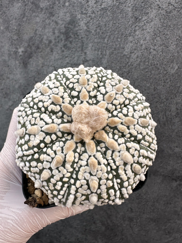 【現品限り】アストロフィツム・スーパー兜 実生【A100】 Astrophytum Super Kabuto