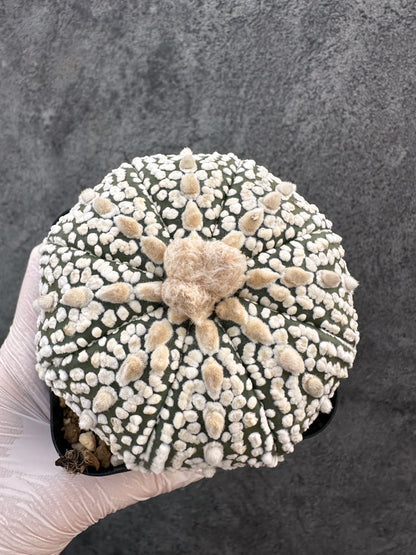 【現品限り】アストロフィツム・スーパー兜 実生【A100】 Astrophytum Super Kabuto