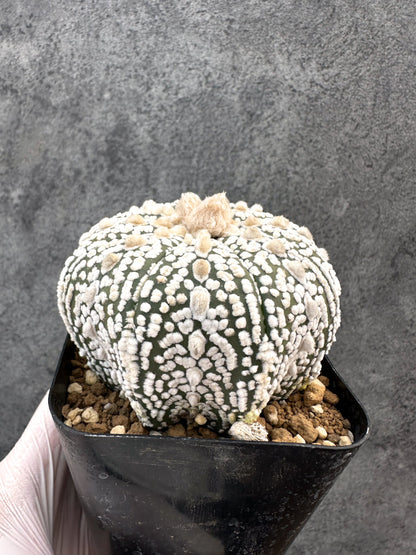 【現品限り】アストロフィツム・スーパー兜 実生【A100】 Astrophytum Super Kabuto
