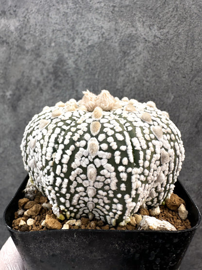 【現品限り】アストロフィツム・スーパー兜 実生【A100】 Astrophytum Super Kabuto