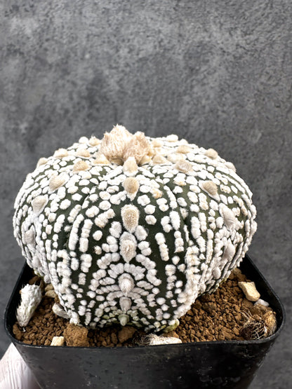 【現品限り】アストロフィツム・スーパー兜 実生【A100】 Astrophytum Super Kabuto