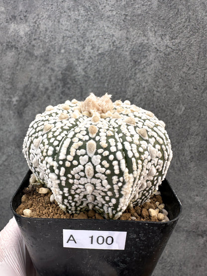 【現品限り】アストロフィツム・スーパー兜 実生【A100】 Astrophytum Super Kabuto