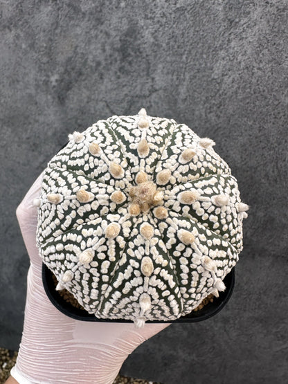 【現品限り】アストロフィツム・スーパー兜 実生【A101】 Astrophytum Super Kabuto