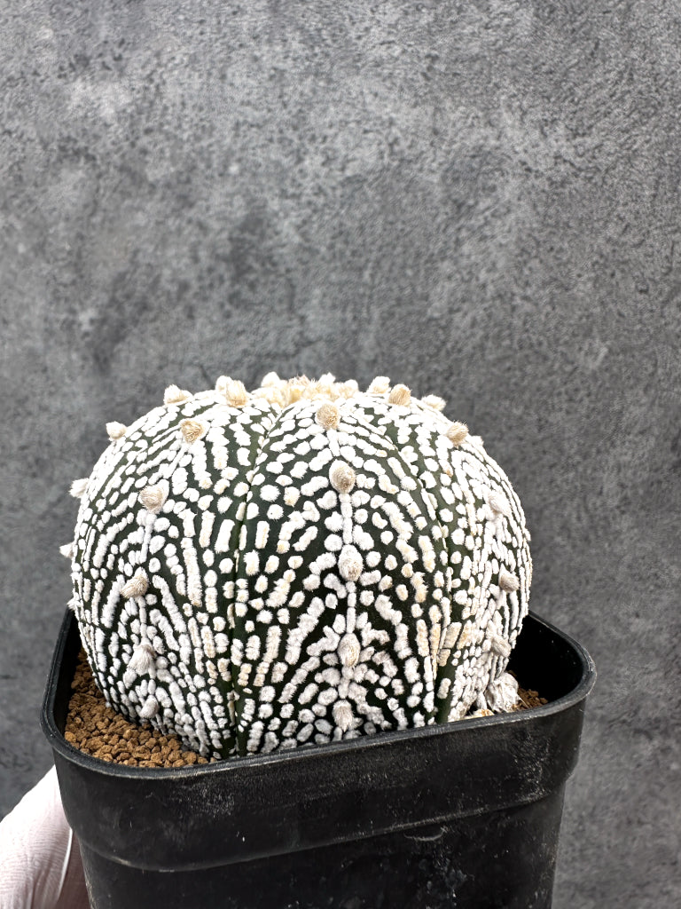 【現品限り】アストロフィツム・スーパー兜 実生【A101】 Astrophytum Super Kabuto