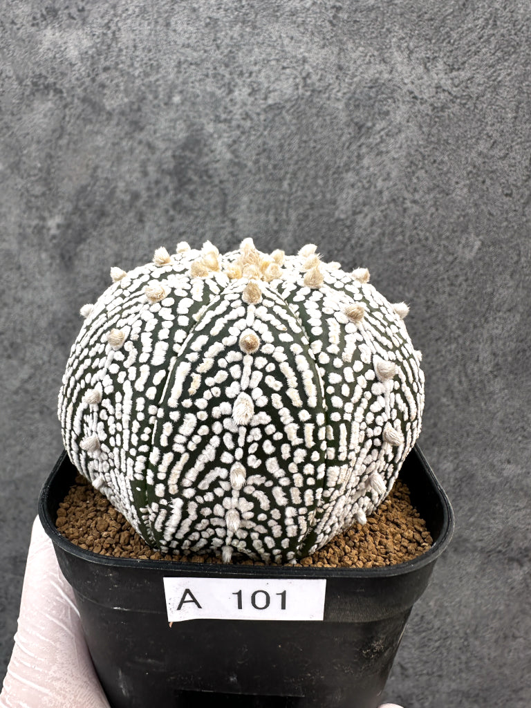 【現品限り】アストロフィツム・スーパー兜 実生【A101】 Astrophytum Super Kabuto