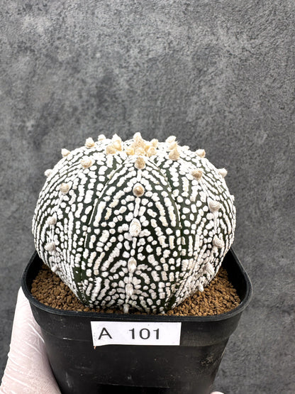 【現品限り】アストロフィツム・スーパー兜 実生【A101】 Astrophytum Super Kabuto