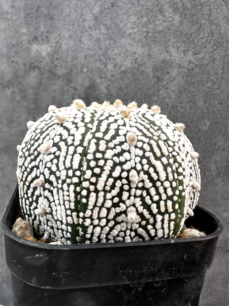 【現品限り】アストロフィツム・スーパー兜 実生【A101】 Astrophytum Super Kabuto
