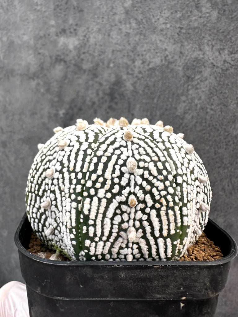【現品限り】アストロフィツム・スーパー兜 実生【A101】 Astrophytum Super Kabuto