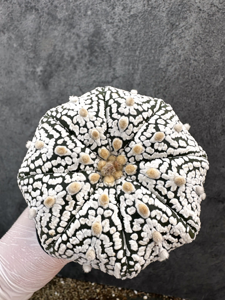 【現品限り】アストロフィツム・スーパー兜 実生【A102】 Astrophytum Super Kabuto