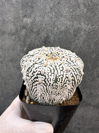 【現品限り】アストロフィツム・スーパー兜 実生【A102】 Astrophytum Super Kabuto