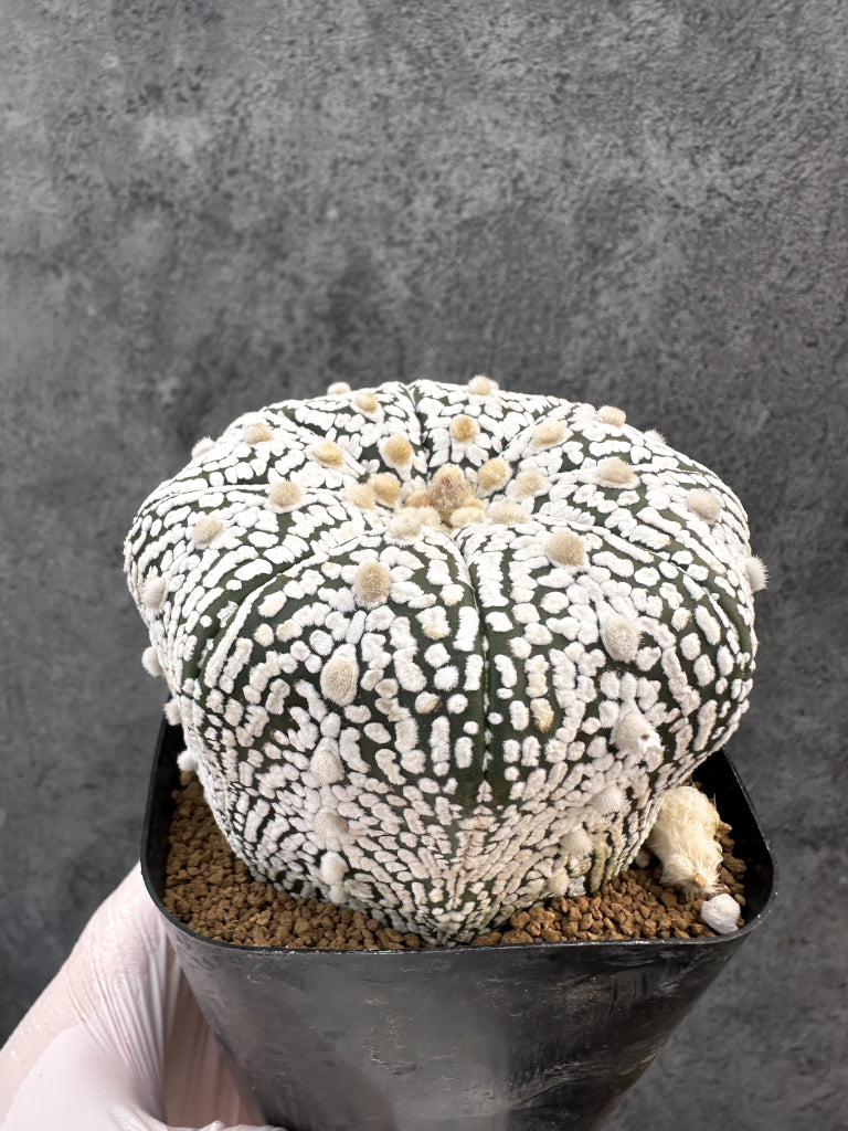 【現品限り】アストロフィツム・スーパー兜 実生【A102】 Astrophytum Super Kabuto