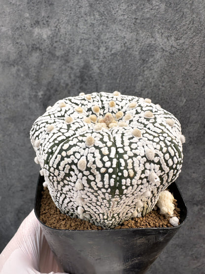 【現品限り】アストロフィツム・スーパー兜 実生【A102】 Astrophytum Super Kabuto