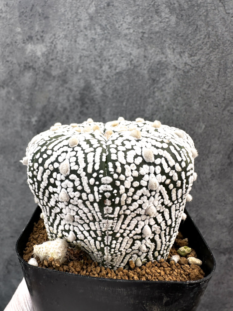 【現品限り】アストロフィツム・スーパー兜 実生【A102】 Astrophytum Super Kabuto
