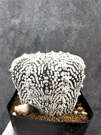 【現品限り】アストロフィツム・スーパー兜 実生【A102】 Astrophytum Super Kabuto