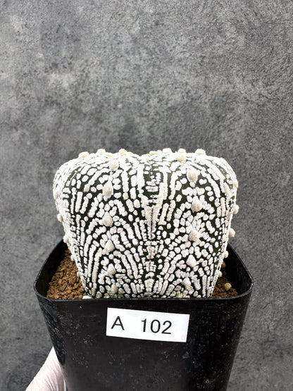 【現品限り】アストロフィツム・スーパー兜 実生【A102】 Astrophytum Super Kabuto