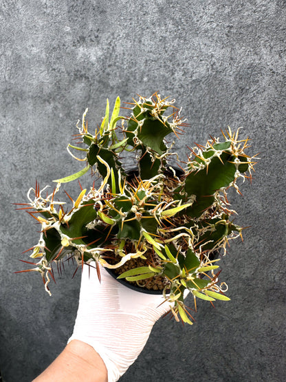【現品限り】ユーフォルビア・ムランジーナ 実生【A103】 Euphorbia mlanjeana