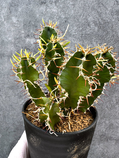 【現品限り】ユーフォルビア・ムランジーナ 実生【A103】 Euphorbia mlanjeana
