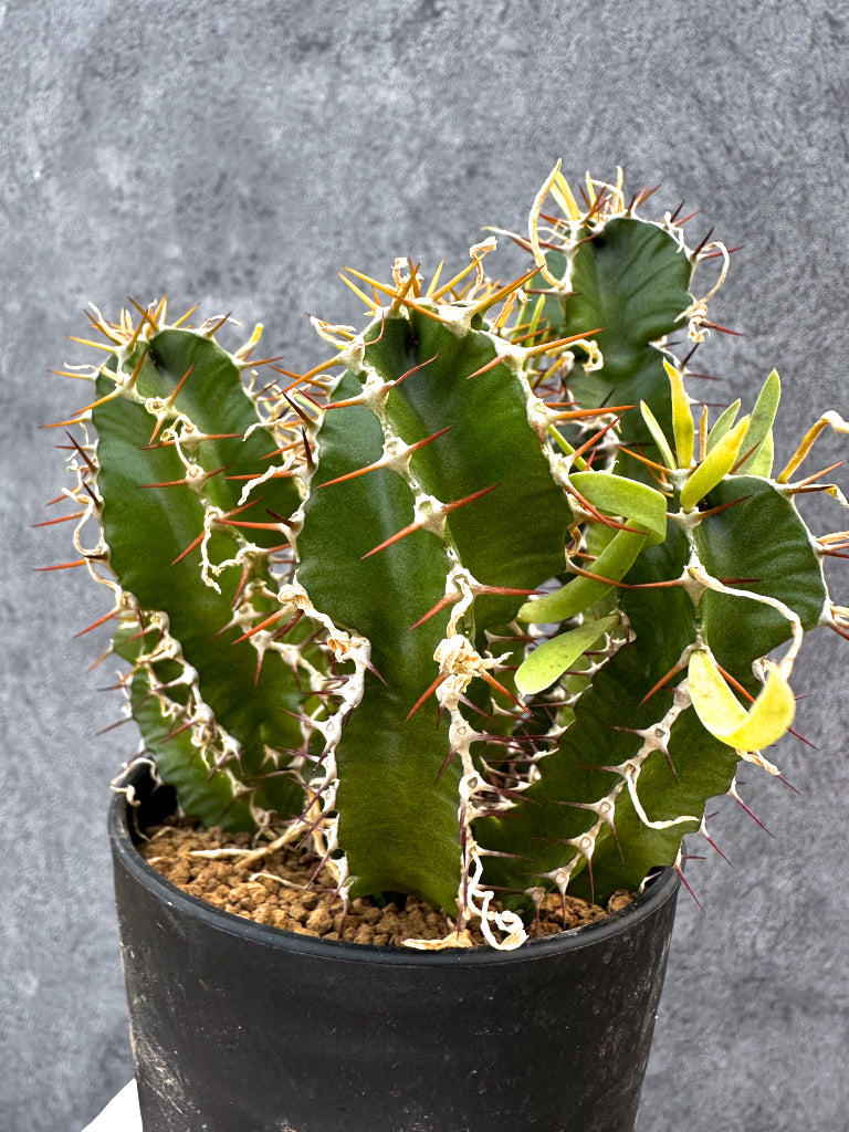 ユーフォルビア ムランジーナ　実生 ユーフォルビア・ムランジーナ 実生【A103】 Euphorbia mlanjeana