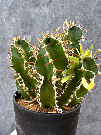 【現品限り】ユーフォルビア・ムランジーナ 実生【A103】 Euphorbia mlanjeana