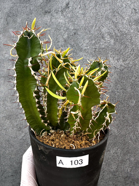 【現品限り】ユーフォルビア・ムランジーナ 実生【A103】 Euphorbia mlanjeana