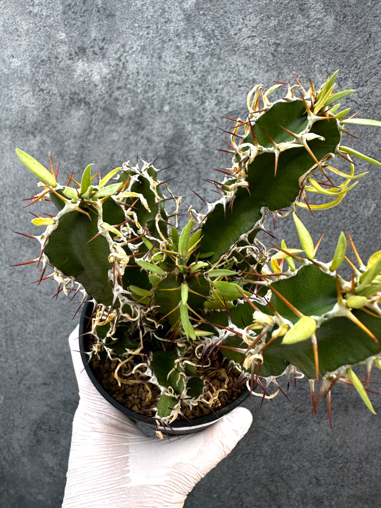 【現品限り】ユーフォルビア・ムランジーナ 実生【A104】 Euphorbia mlanjeana
