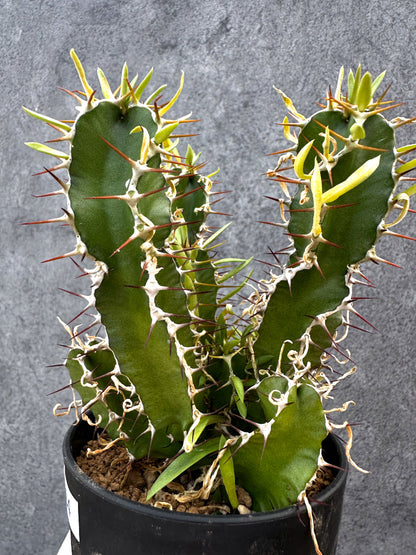 【現品限り】ユーフォルビア・ムランジーナ 実生【A104】 Euphorbia mlanjeana