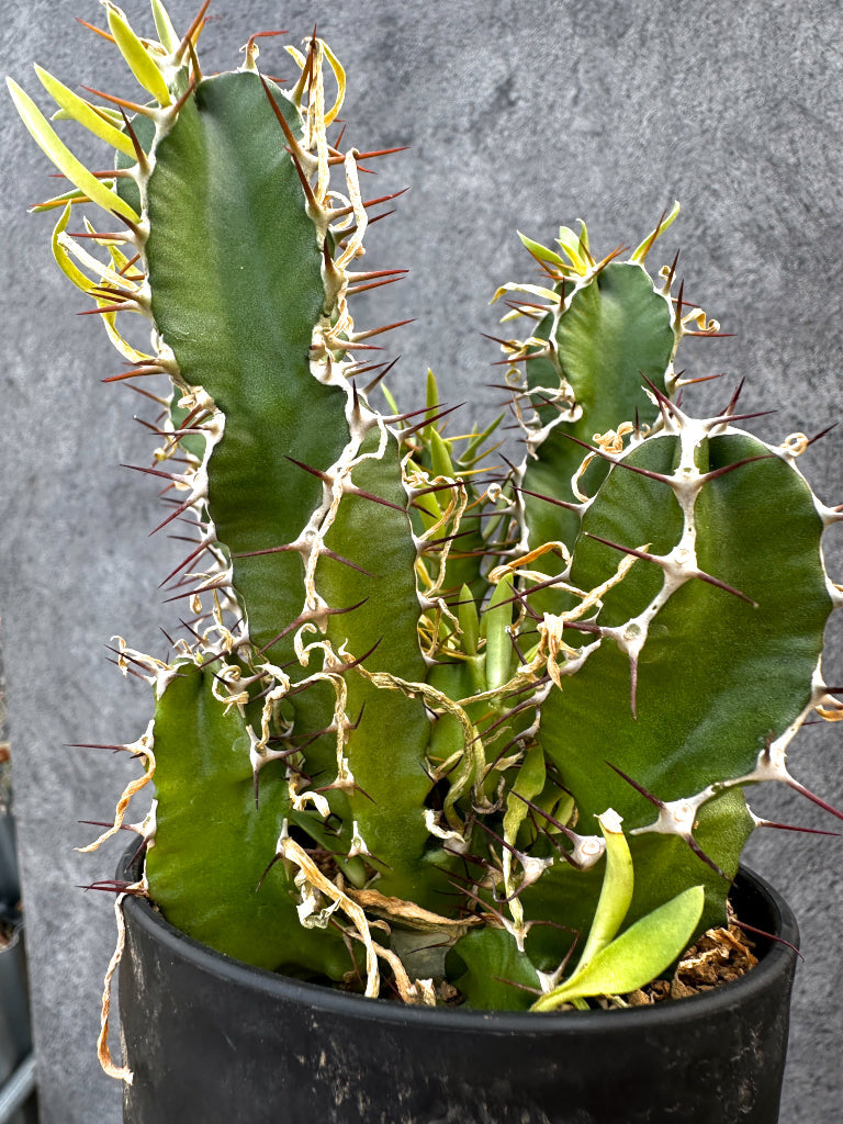 【現品限り】ユーフォルビア・ムランジーナ 実生【A104】 Euphorbia mlanjeana